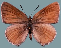 Callophrys affinis affinis