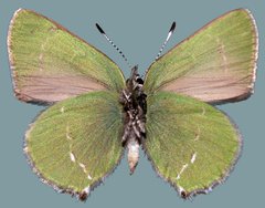 Callophrys affinis affinis