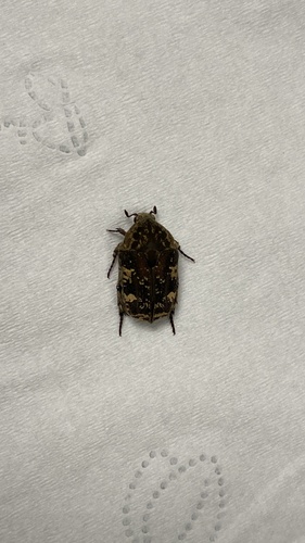 Mango Flower Beetle