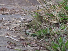 Tiaris olivaceus pusillus