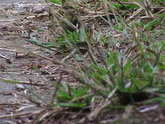 Tiaris olivaceus pusillus