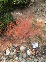 Dudleya virens hassei