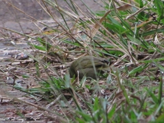 Tiaris olivaceus pusillus