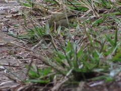 Tiaris olivaceus pusillus