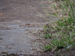 Tiaris olivaceus pusillus