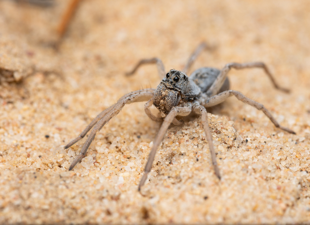 Donacosa merlini