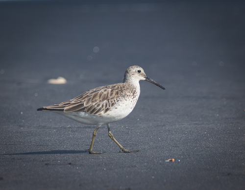 Correlimos grande (Calidris tenuirostris)