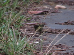 Tiaris olivaceus pusillus