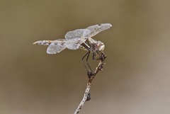 Sympetrum corruptum