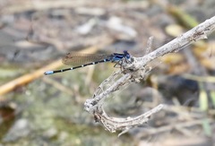Argia sedula