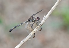 Dythemis nigrescens