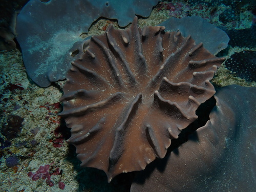 Lobophytum observed 2025-09-30