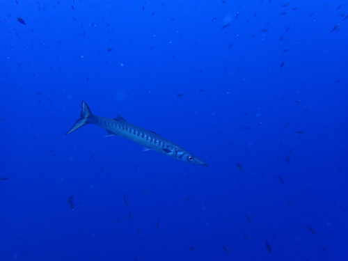 Sphyraena viridensis