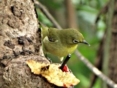 Zosterops virens virens