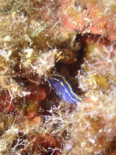 Felimare tricolor