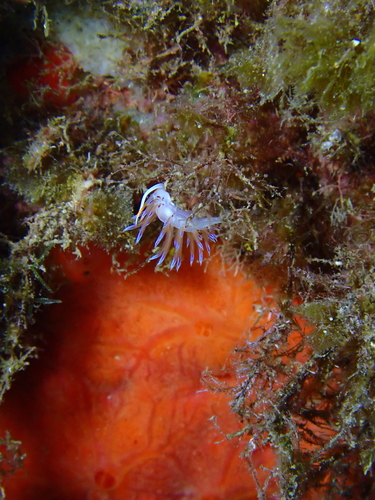 Cratena peregrina