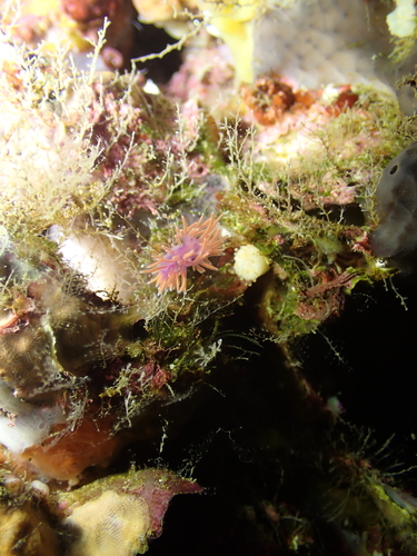 Paraflabellina ischitana