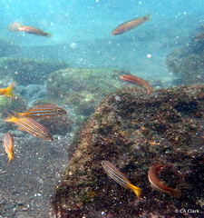 Halichoeres dispilus