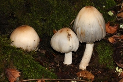 Coprinopsis alopecia