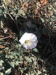 Datura wrightii