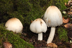 Coprinopsis alopecia