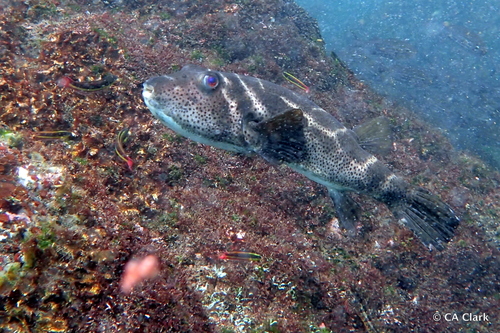 Bullseye Puffer