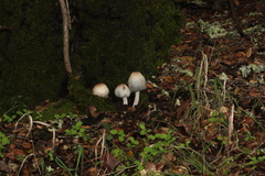 Coprinopsis alopecia