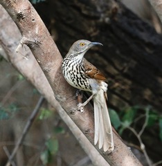 Toxostoma longirostre