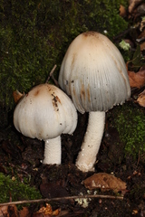 Coprinopsis alopecia