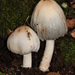 Coprinopsis insignis - Photo (c) Alan Rockefeller, some rights reserved (CC BY), uploaded by Alan Rockefeller