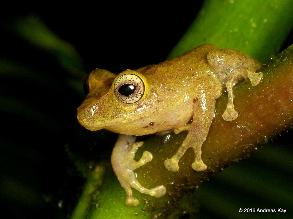 Frog Baby, from Ecuador: www..com/AndreasKay