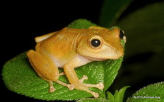 Tandapi Robber Frog photo 5