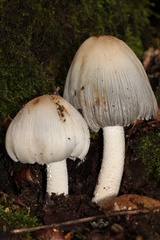 Coprinopsis alopecia