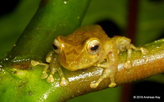Tandapi Robber Frog photo 4