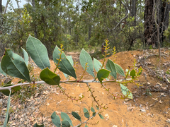 Holly-leaved Wattle (Acacia celastrifolia)