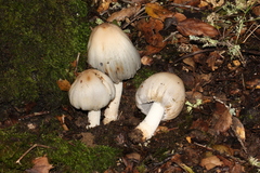 Coprinopsis alopecia