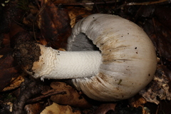Coprinopsis alopecia