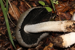 Coprinopsis alopecia