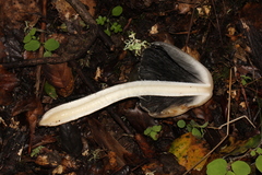 Coprinopsis alopecia