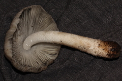 Coprinopsis alopecia