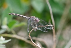 Dythemis nigrescens