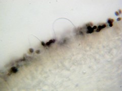 Coprinopsis alopecia