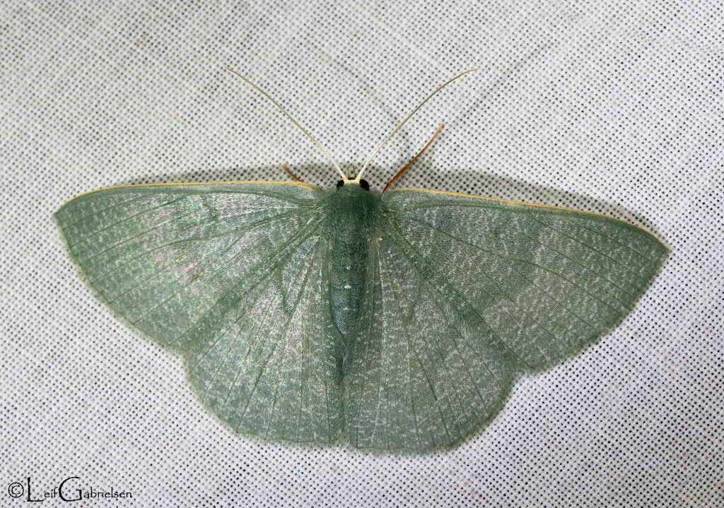 Orothalassodes mirificus