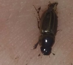 Labarrus cincticulus