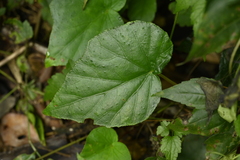 Begonia ravenii, photograph (c) 曾昱承 Yu-Cheng Zeng, some rights reserved (CC BY)