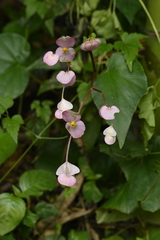 Begonia ravenii, photograph (c) 曾昱承 Yu-Cheng Zeng, some rights reserved (CC BY)