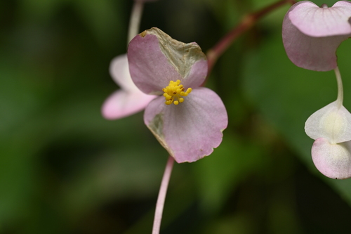 Begonia ravenii