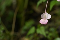 Begonia ravenii, photograph (c) 曾昱承 Yu-Cheng Zeng, some rights reserved (CC BY)