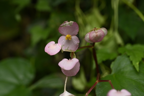 Begonia ravenii, photograph 3