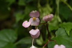 Begonia ravenii, photograph (c) 曾昱承 Yu-Cheng Zeng, some rights reserved (CC BY)